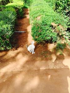 Skinny kitty in the park. (Photo credit Brenda Hanik)