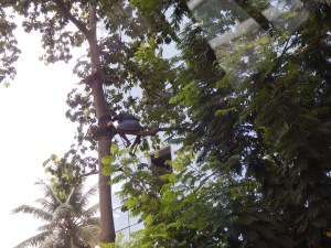 Safe tree branch cutting 101