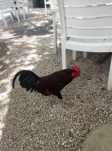 10344096_10206171582122005_3961600717852539619_o