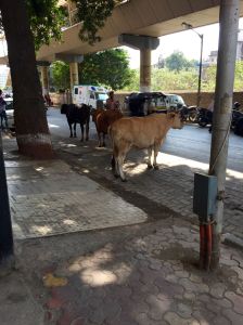 11334163_10205999338016010_5176245520642341211_o